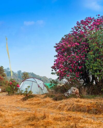 Varsey or Barsey Rhododendron Sanctuary, Sikkim