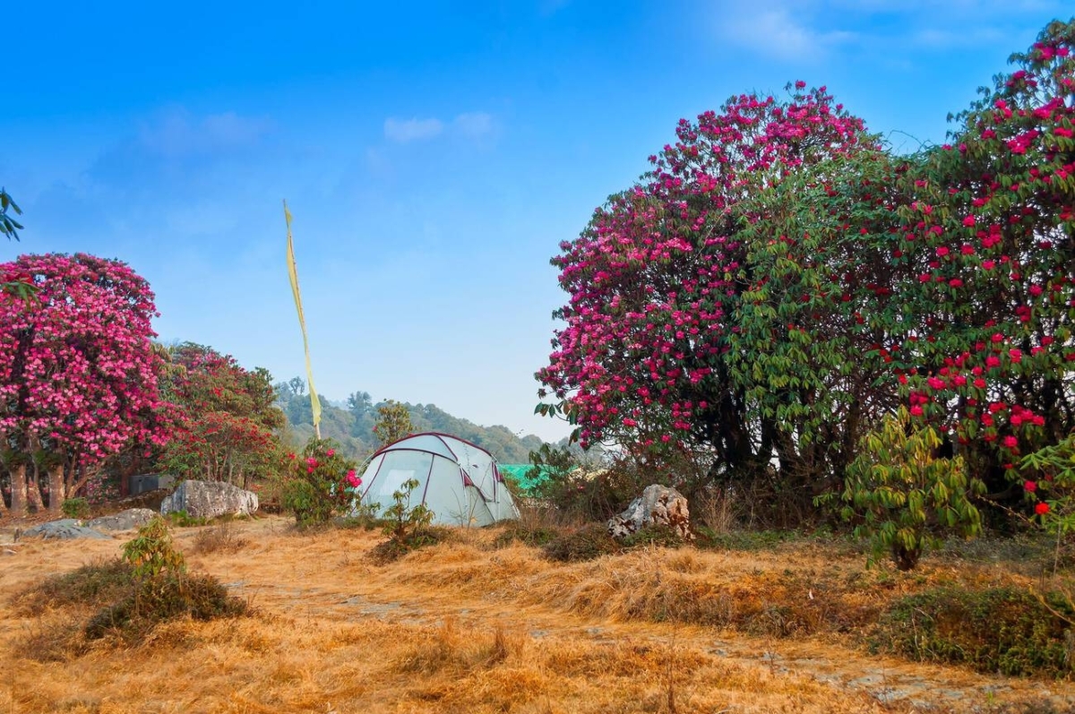 Varsey or Barsey Rhododendron Sanctuary, Sikkim