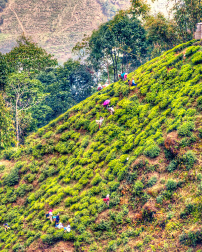 Darjeeling Tea Tourism