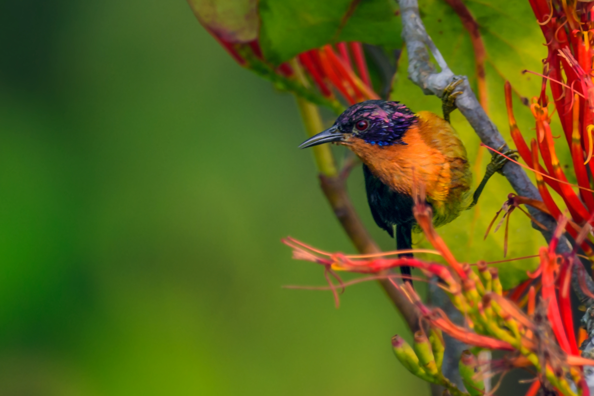 Sundarban Bird Festival 2024 Promises an Avian Extravaganza ...