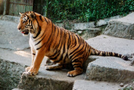 Siberian Tigers in Darjeeling Zoo