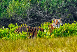 Phuleshwari Tigress with Her Cubs Entertaining the Tourists to Sunderban National Park throughout the Winter Holiday