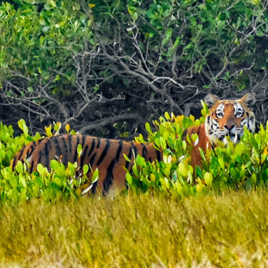 Phuleshwari Tigress with Her Cubs Entertaining the Tourists to Sunderban National Park throughout the Winter Holiday