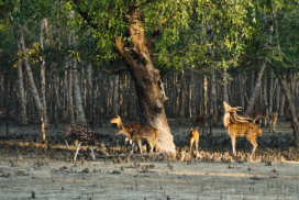 Plastic-Free Sundarbans Tiger Reserve: Authorities Implement Strict Measures for Responsible Tourism