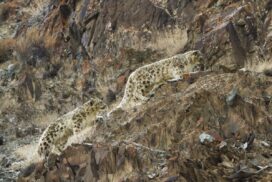 Hemis National Park Travel Guide: Ladakh's Mountains of Snow Leopards