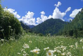 Great Himalayan National Park, Himachal Pardesh