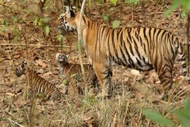 Guru Ghasidas-Tamor Pingla Tiger Reserve