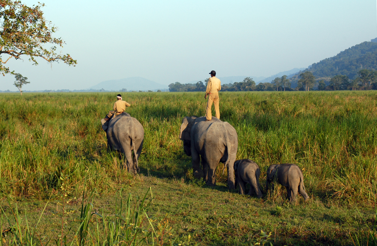 Kaziranga National Park (Assam)