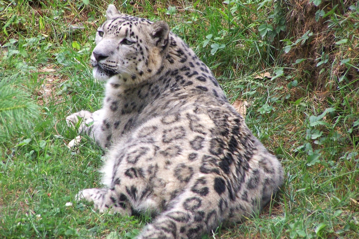 Snow Leopard in Great Himalayan National Park 