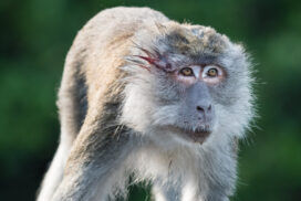 Ramayana's Hanuman-Associated Macaque Monkeys at Risk from Great Nicobar Project