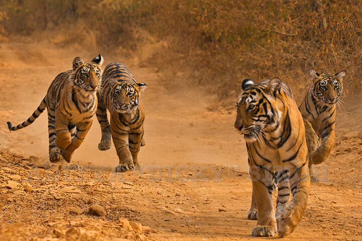 Bengal tiger cubs engaging in a playful chase with their mother in Ranthambore, exemplifying the typical scenes found in India’s tiger reserves, where wildlife enthusiasts often enjoy the thrill of spotting tigers in their natural habitat. Reserves such as Bandhavgarh, Kanha, and Jim Corbett also provide opportunities to witness similar affectionate interactions among tiger families