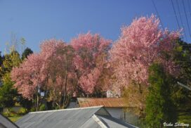 Japan Partners with Meghalaya for 2024 Shillong Autumn Cherry Blossom Festival