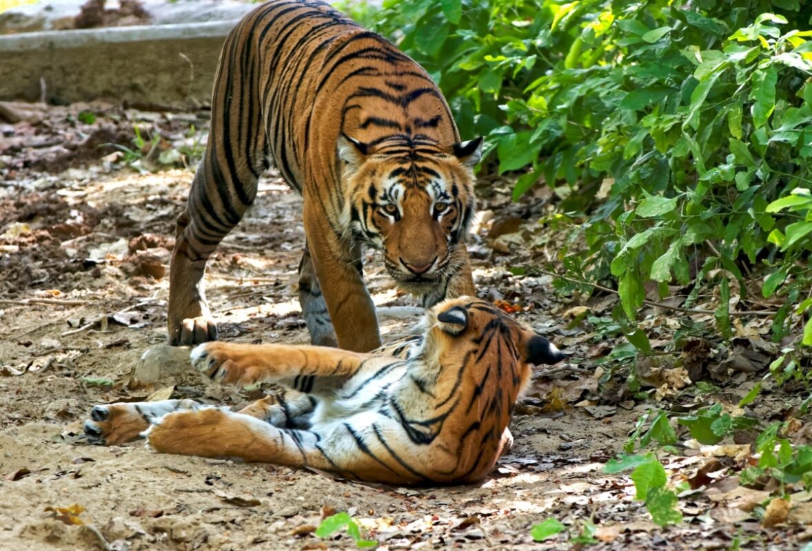 This image captures a moment at the No. 4 waterhole in Bijrani, located within Jim Corbett National Park, where three tiger cubs were observed. One male cub emerged from the water, displaying typical stalking behavior as it approached a female cub that was resting. Such interactions are common among tiger cubs, showcasing their social behaviors and playfulness in a natural setting.