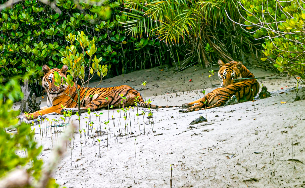 Two majestic tigers lounging on the mudflats of the riverside mangrove groves in Sundarbans National Park, West Bengal, embodying the serene yet wild beauty of their habitat. These magnificent creatures are perfectly adapted to the unique ecosystem of the Sundarbans, showcasing their strength and elegance amid the lush mangroves and tranquil waterways.