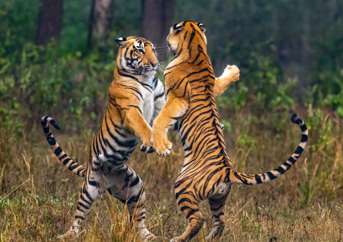 This image captures two tigers frolicking with each other in Kanha National Park. The playful interaction between the tigers includes exchanges of affectionate gestures, showcasing their social behavior. Such displays are important for strengthening bonds among tigers and are often observed in their natural habitat.