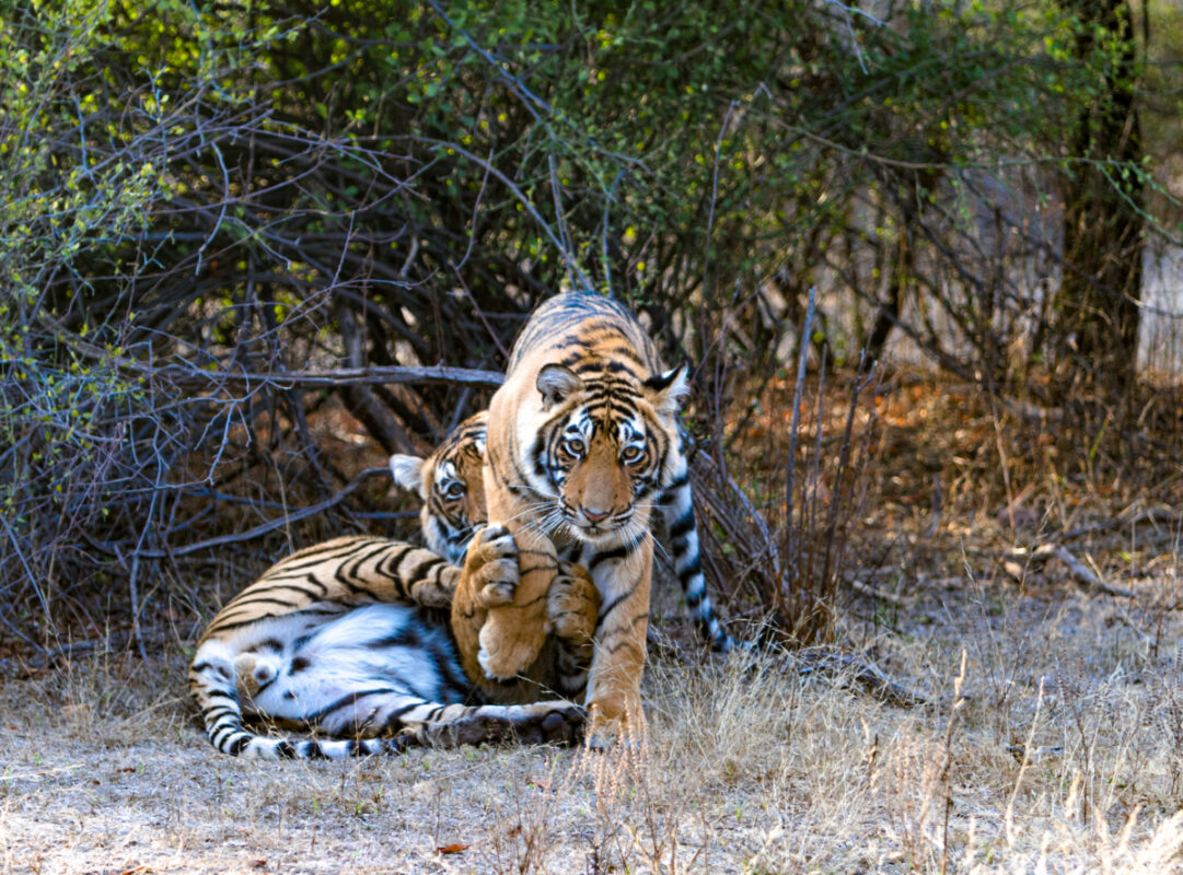 This image features Bengal tiger cubs in Ranthambore Tiger Reserve, India. The cubs are engaged in playful behavior, showcasing their natural instincts and social interactions. Ranthambore is known for its significant population of Bengal tigers and provides a crucial habitat for the conservation of this endangered species.