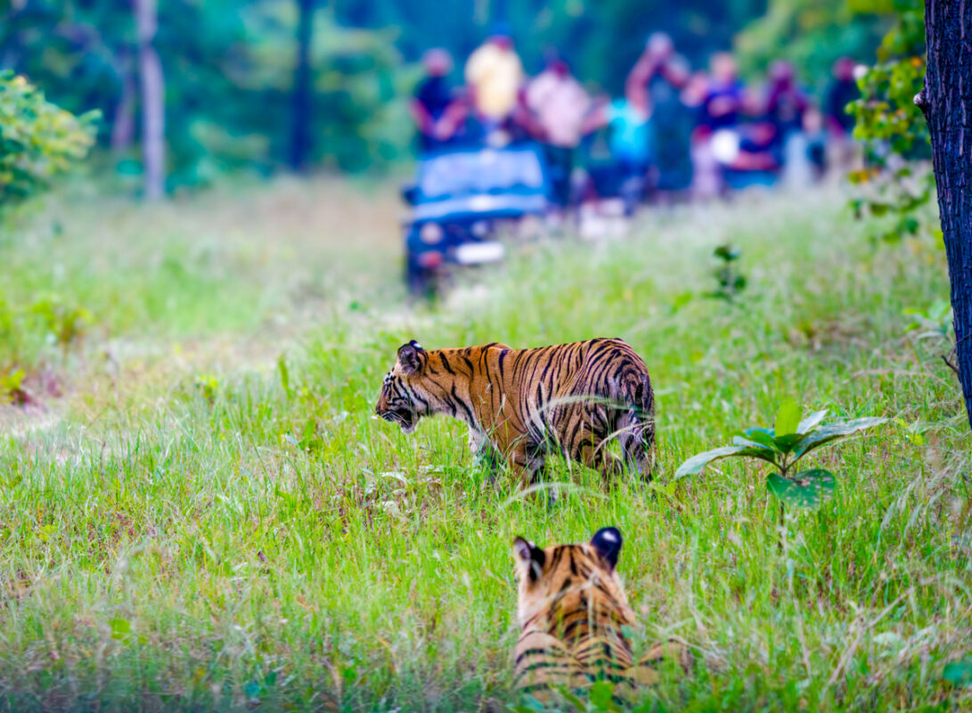 Sub-adult cubs of Banuskhandi caught in the middle of safari traffic, uncertain and confused by vehicles on both sides. October 2023, Tadoba Andhari Tiger Reserve, Chandrapur, Maharashtra. A reminder that human presence can unsettle even the fiercest of predators.