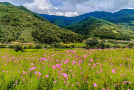 Cosmos Flower Blooming in Chug Valley, Dirang, Arunachal Pradesh (October to Mid November)