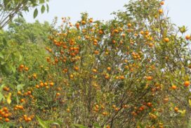 A Orange Garden in Mirik at the Time of Darjeeling Orange Festival