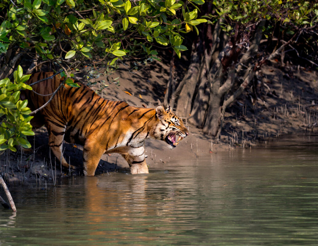 Sundarban National Park: West Bengal's UNESCO Recognized Heritage Sites, Cultures, Traditions, and Crafts