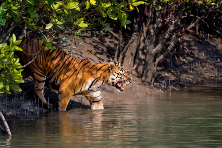 Sundarban National Park: West Bengal's UNESCO Recognized Heritage Sites, Cultures, Traditions, and Crafts