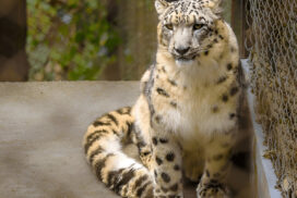 Snow Leopard: Darjeeling Zoo: Padmaja Naidu Himalayan Zoological Park (PNHZP)