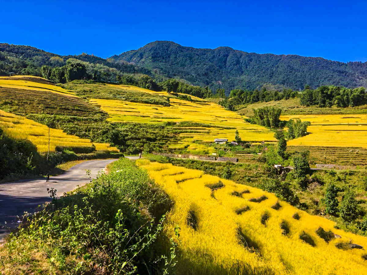 Terraced Paddy Fields near Sang Zingla Shiva Temple, Gangtok